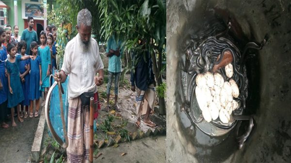 সোনারগাঁয়ে বসতবাড়ি থেকে ৪৮ গোখরা সাপ উদ্ধার