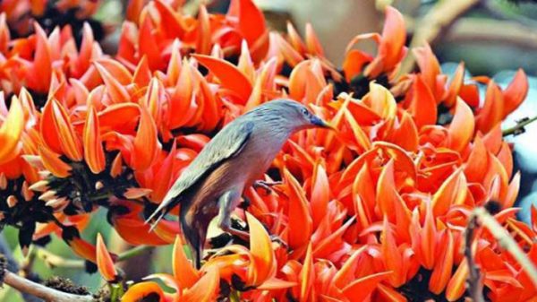 আবু নাসির এর কবিতা