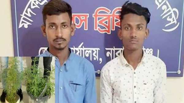 ফতুল্লায় ফুলের টবে গাঁজার চাষ, ২ তরুণ আটক