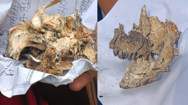 স্বজনরা উদ্ধার করলো মানুষের কঙ্কাল